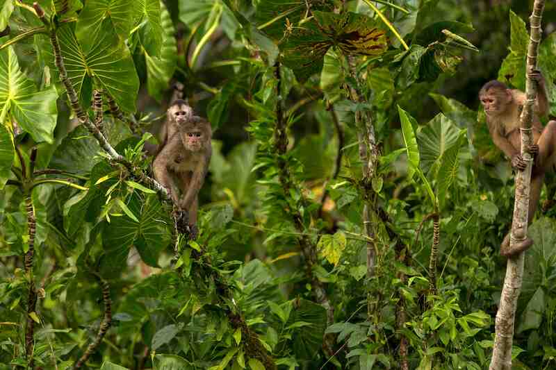 Monos capuchinos entre la densa vegetación amazónica