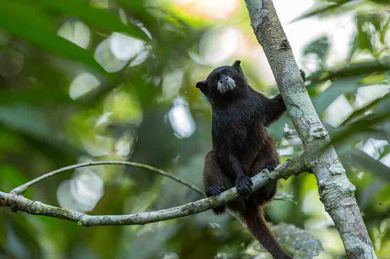 Un tamarino negro descansando en la rama de un árbol tropical