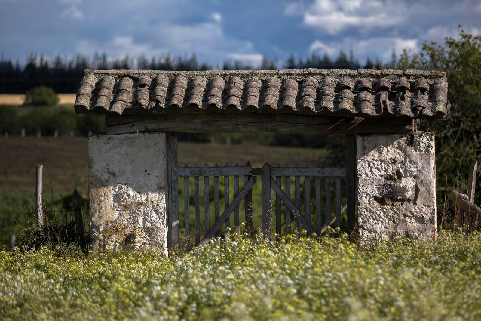Rustic gate among wildflowers in the Ecuadorian highlands