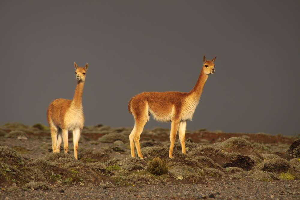 Dos vicuñas en el páramo andino ecuatoriano