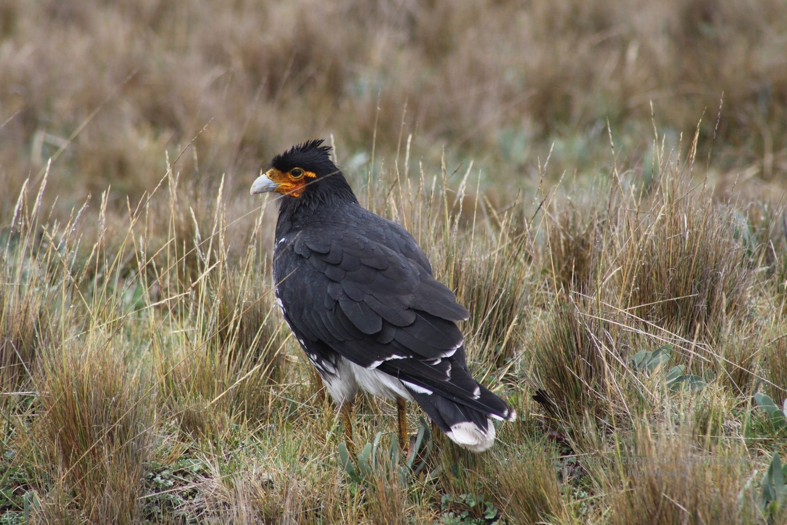 Andean bird standing among high-altitude grasslands in the Antisana area