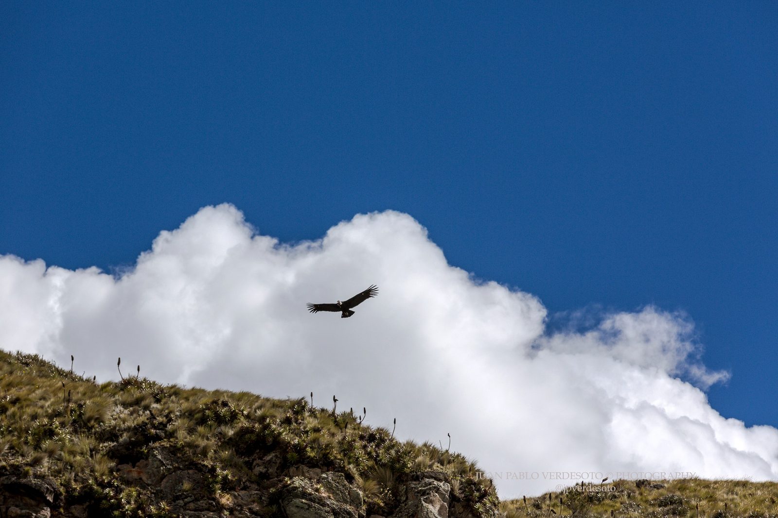 Andean condor soaring above a paramo ridge beneath bright clouds and blue sky