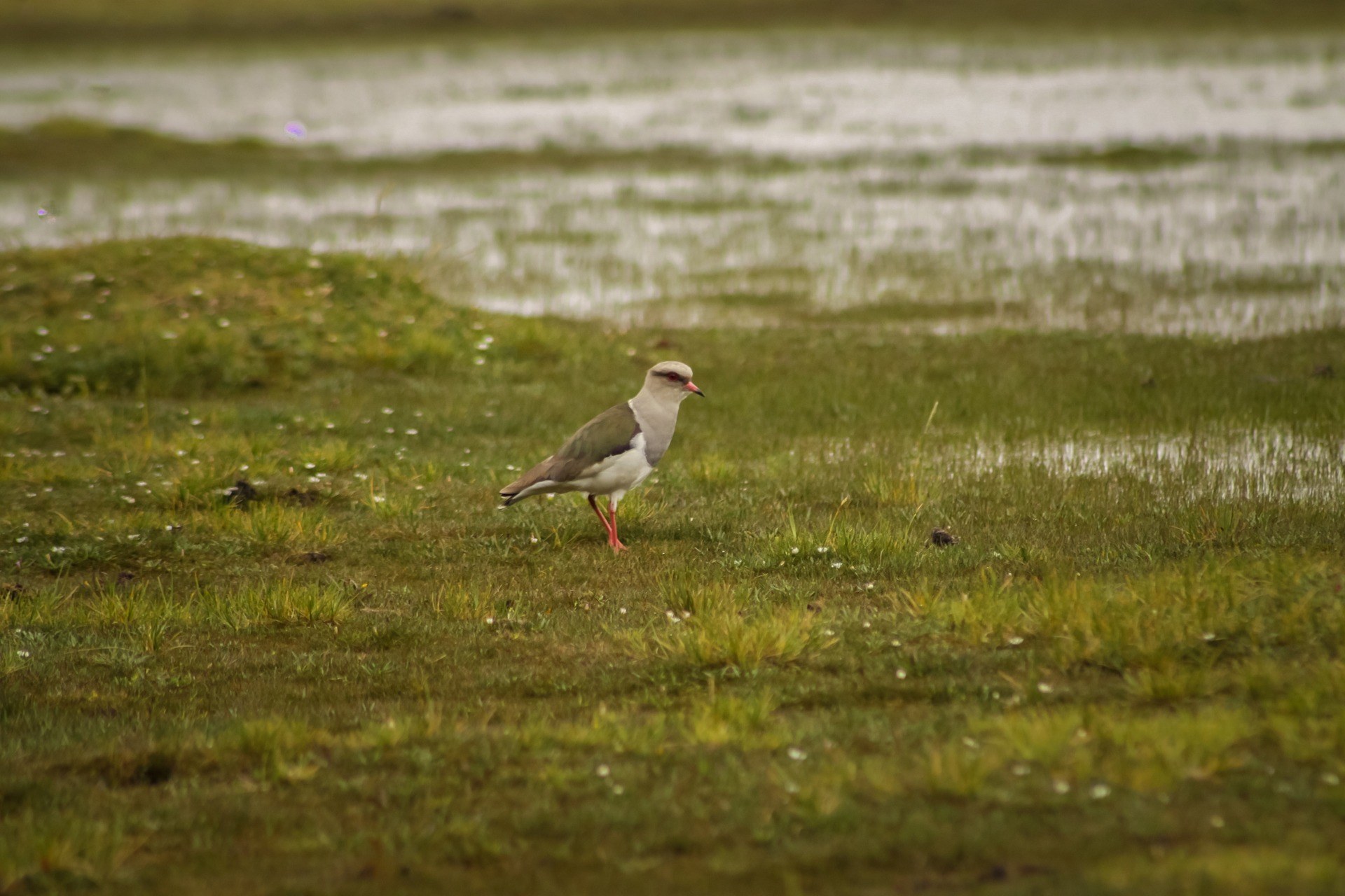 Native Andean bird standing in the wet grasslands of Cotopaxi National Park