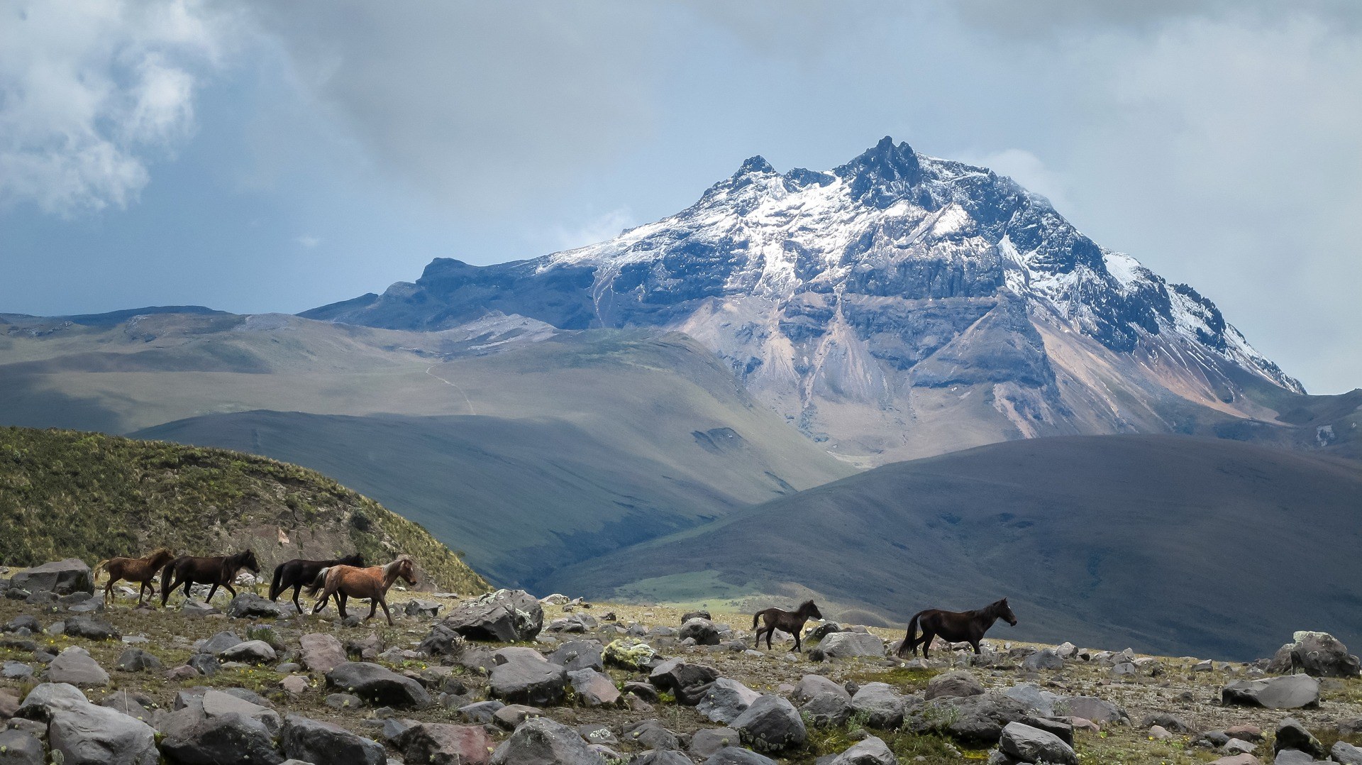 Wild horses crossing a rocky Andean landscape below a rugged snow-dusted mountain near Cotopaxi
