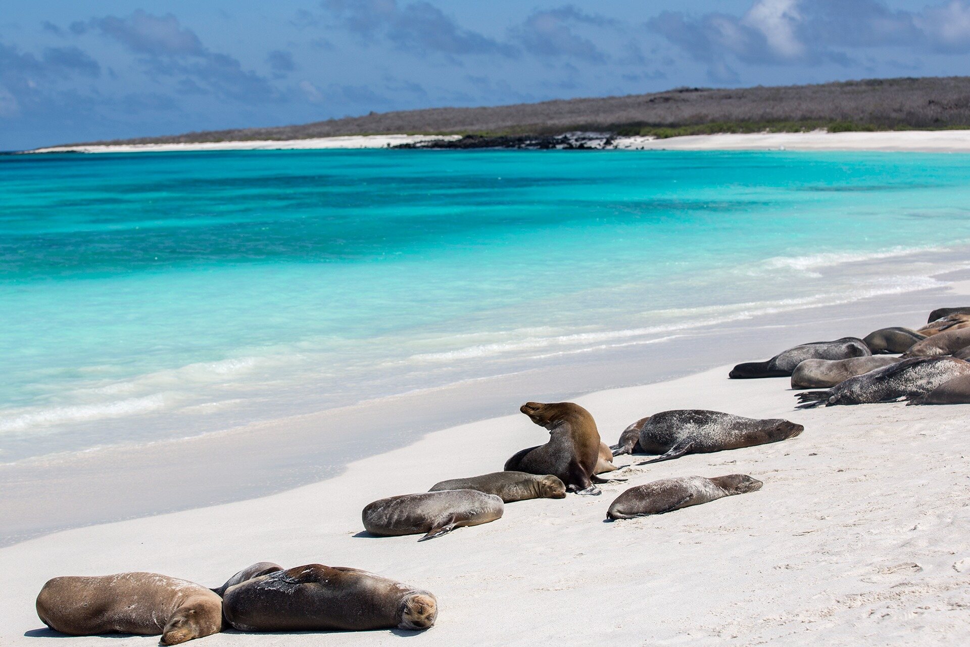 Galapagos sea lions resting on a white sand beach beside turquoise water
