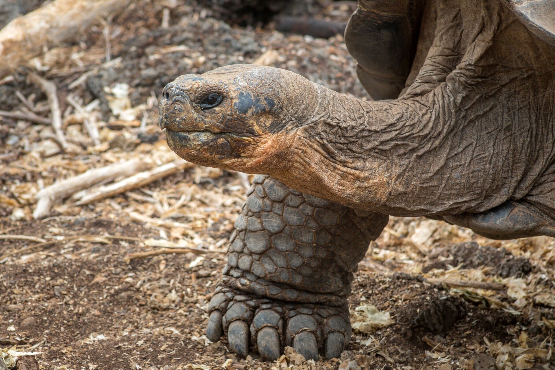 Close view of a Galapagos giant tortoise in its natural habitat