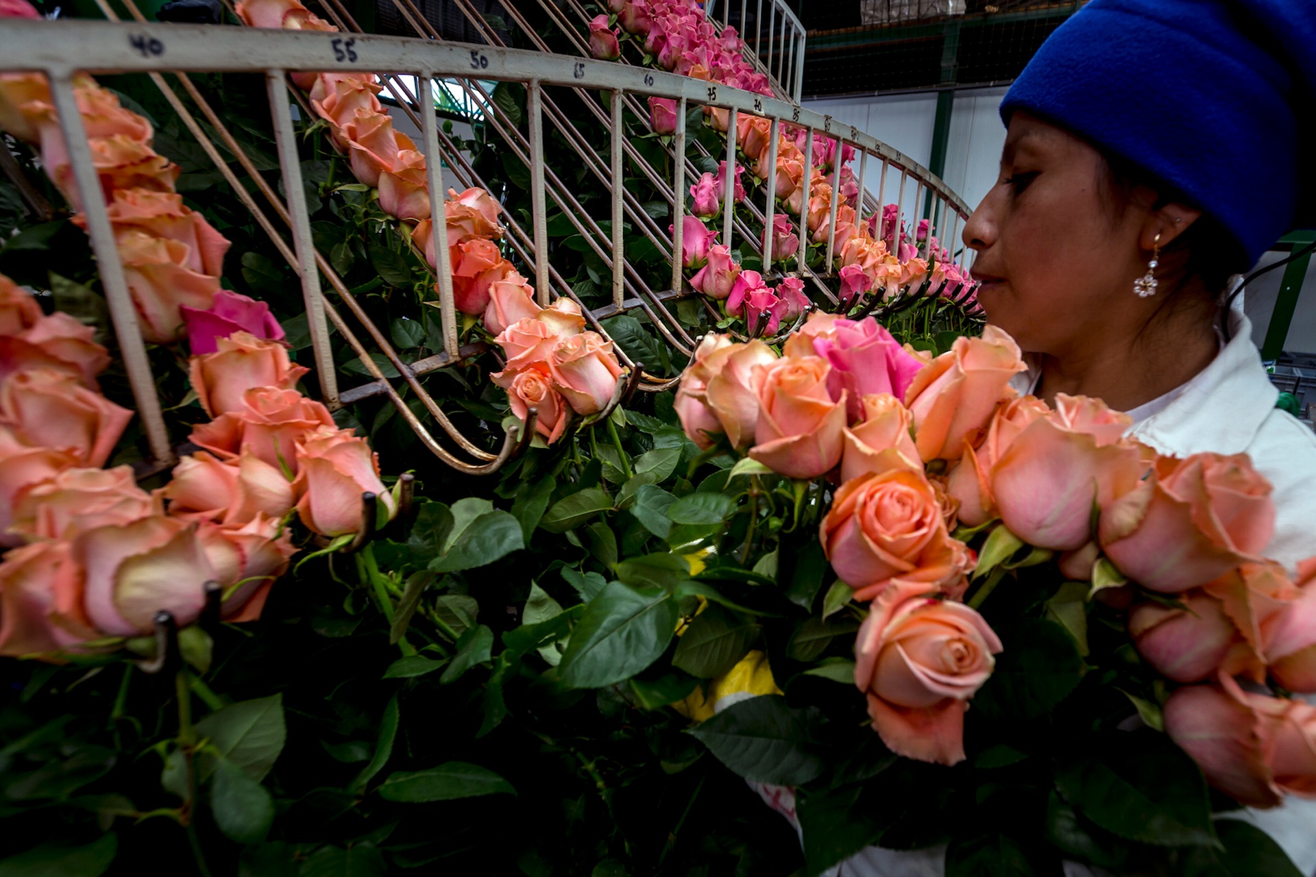 Worker handling rows of freshly cut pink and coral roses during flower processing