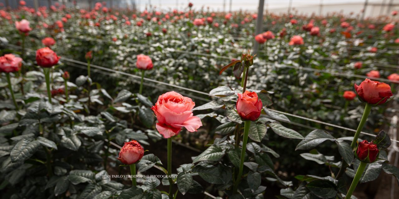 Rose Farm Tour