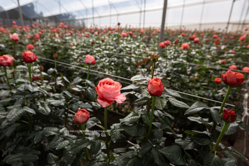 Recorrido por la granja de rosas