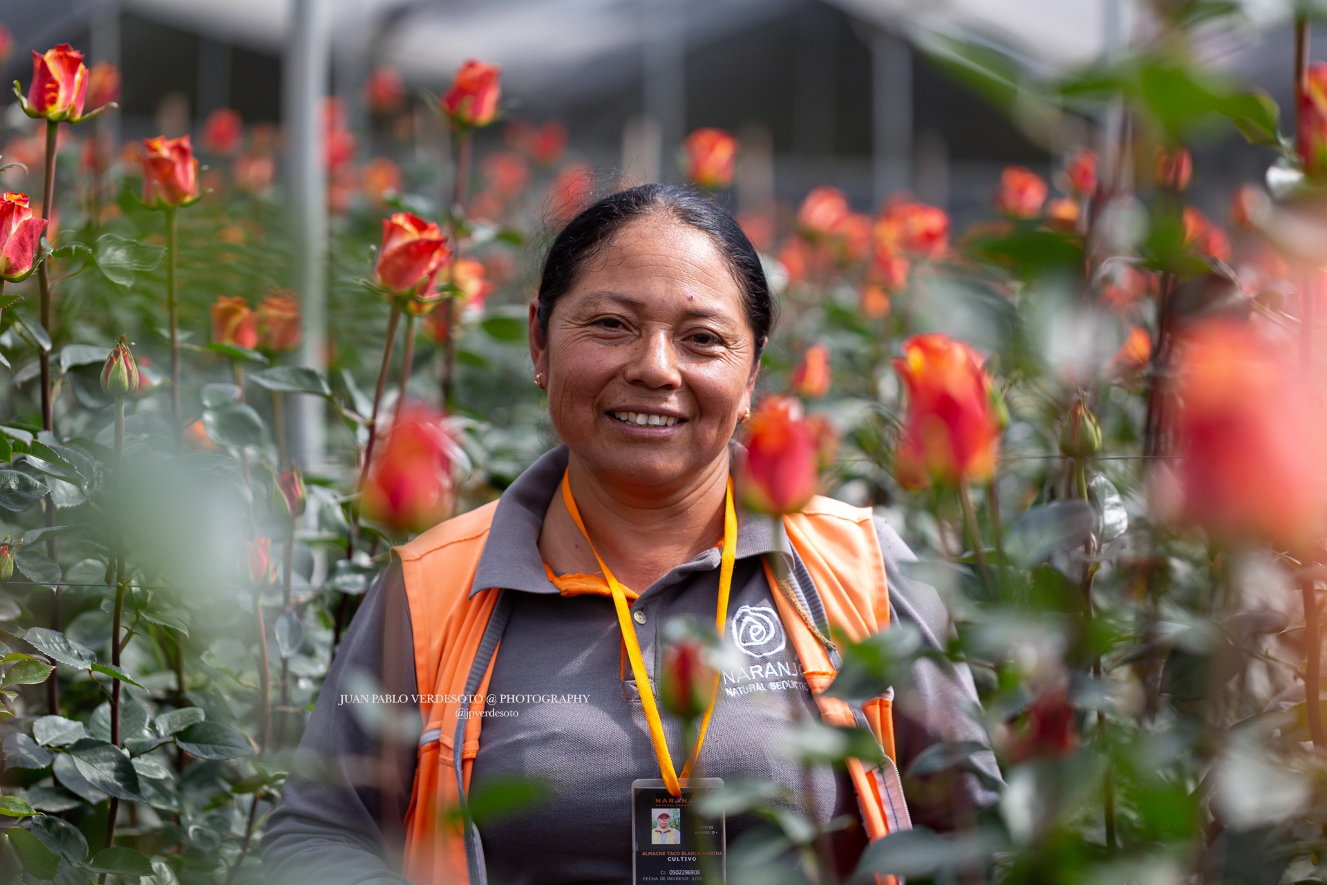 Rose farm worker smiling among flowering rose plants in an Ecuadorian greenhouse
