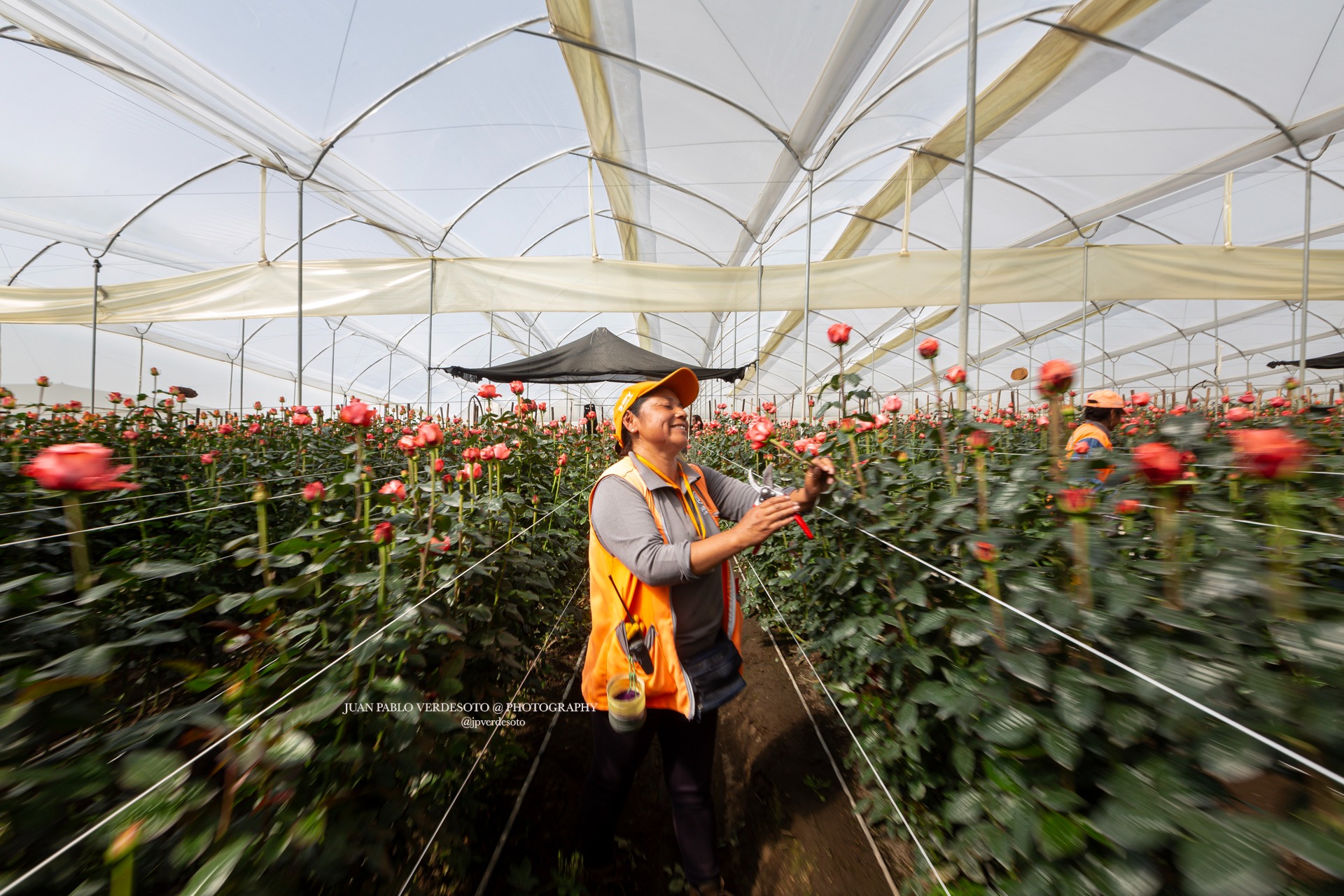 Rose farm worker cutting flowers inside a greenhouse in the Ecuadorian Andes