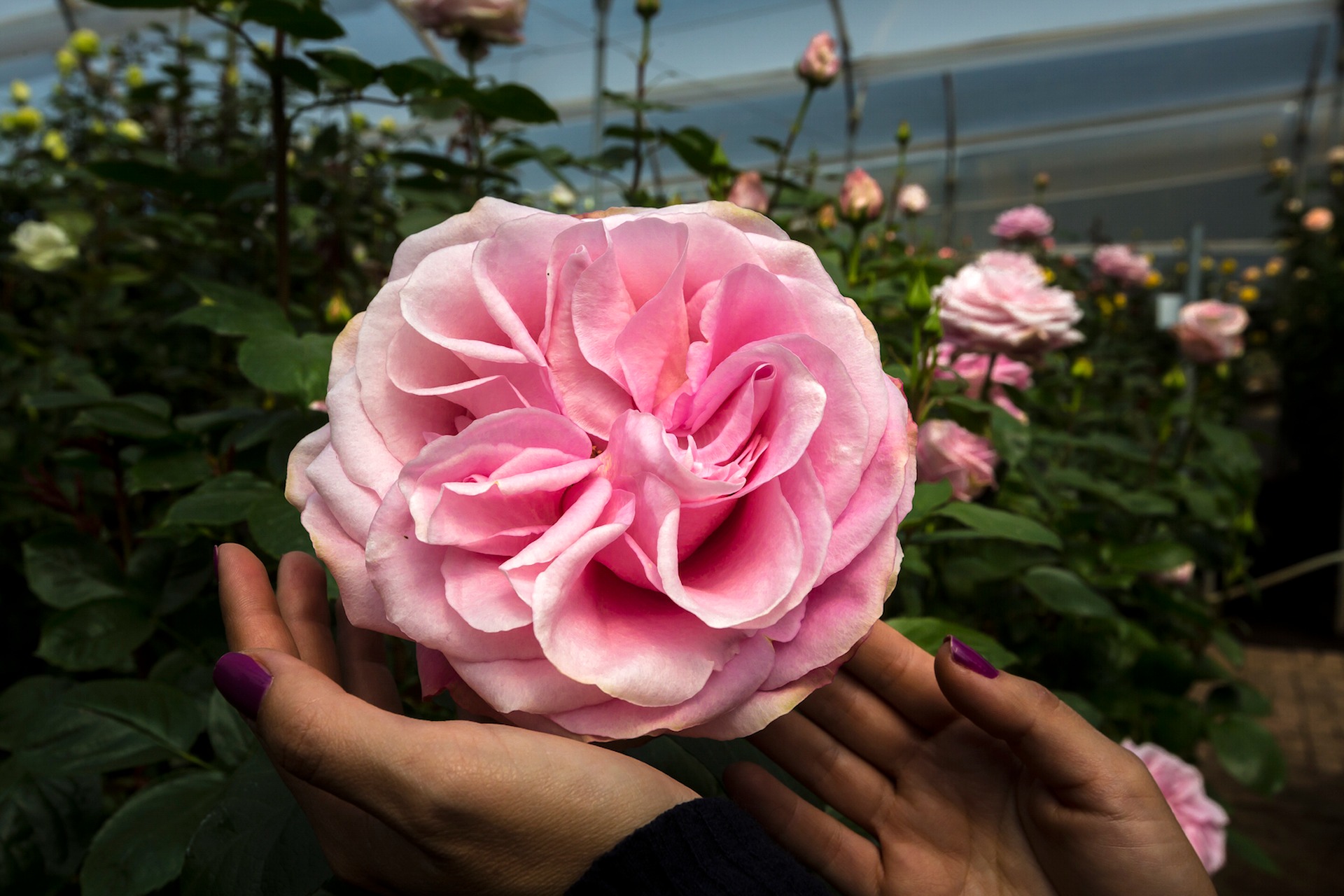 Large pink rose displayed between two hands inside a greenhouse