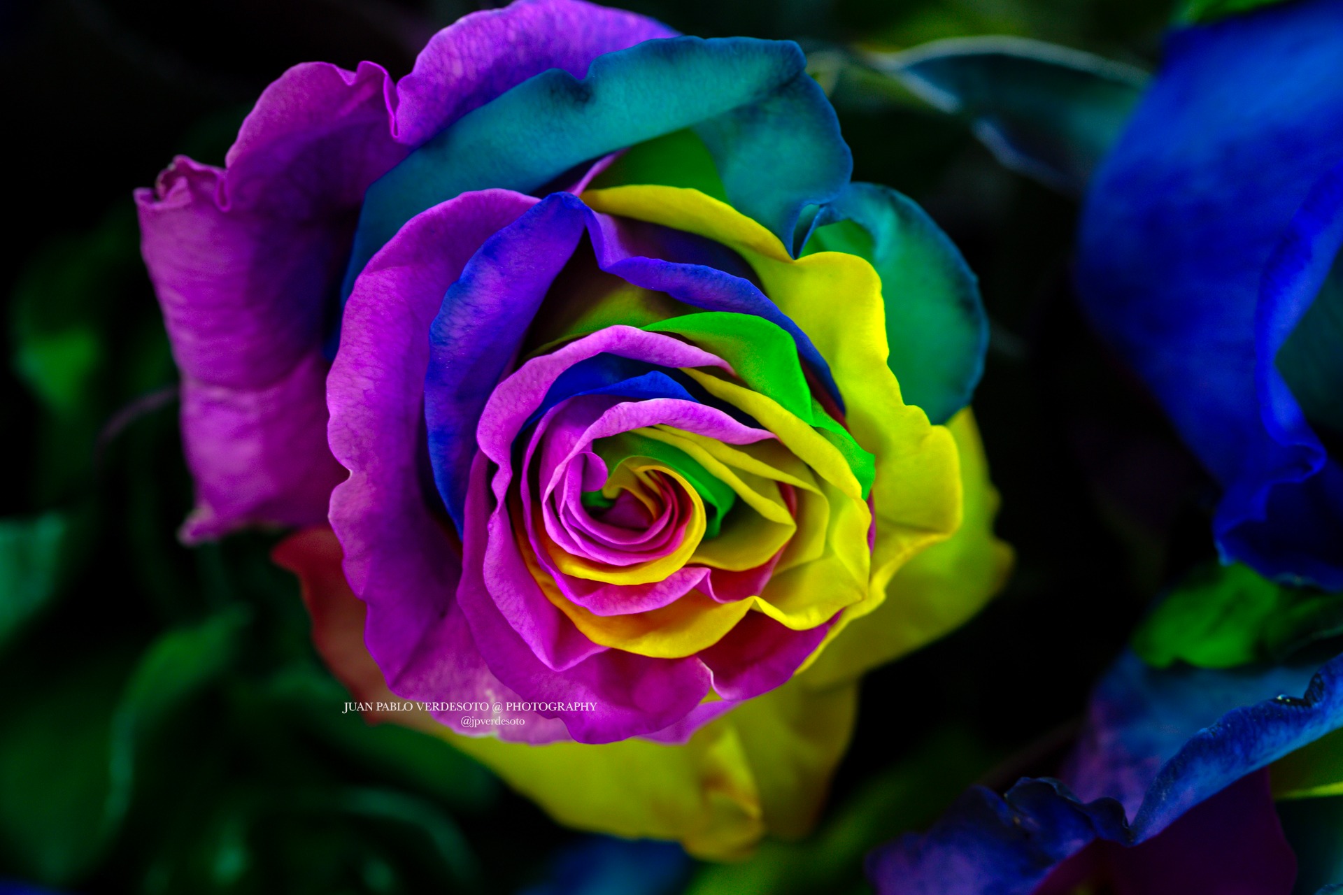 Close-up of a vividly colored multicolor rose