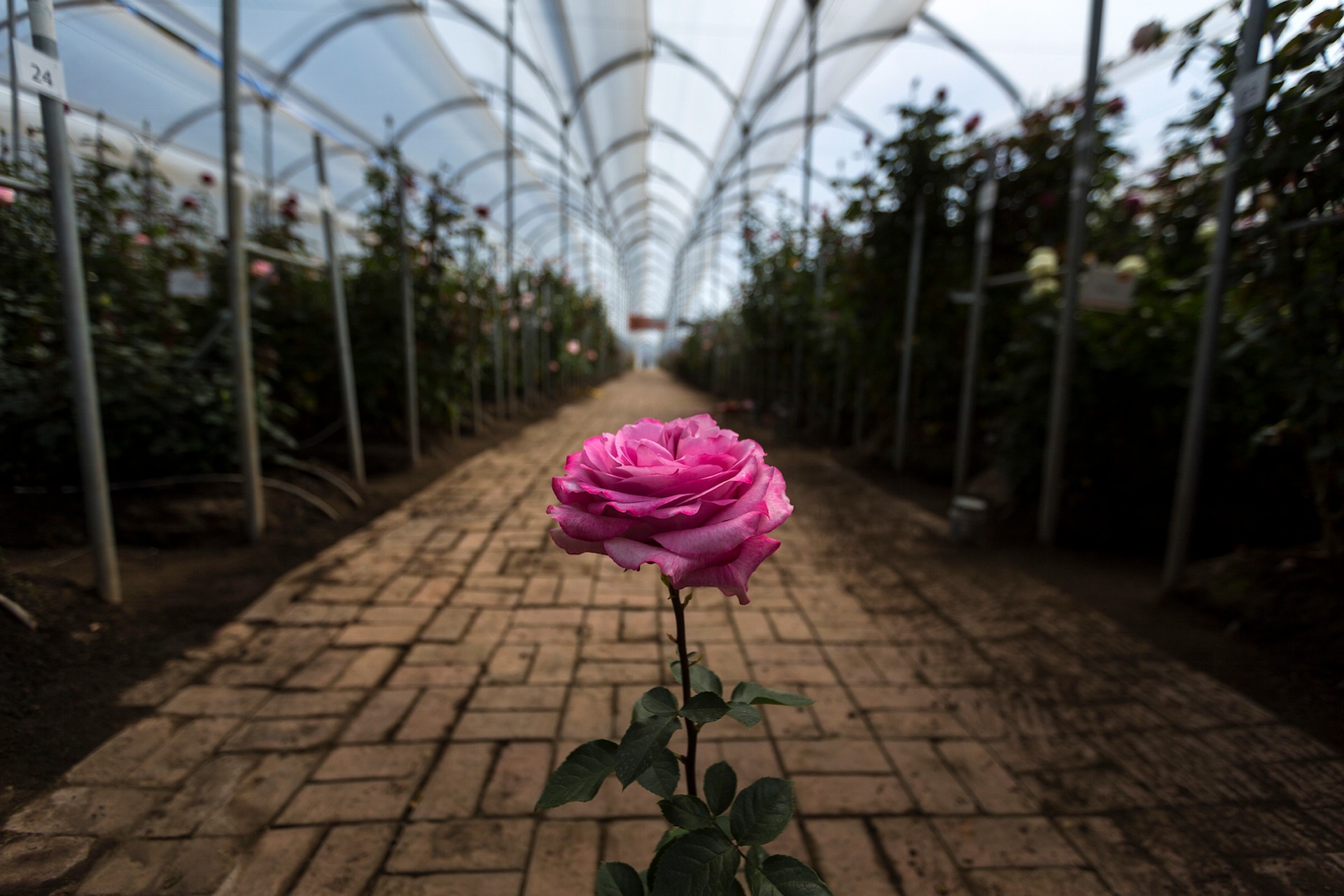 Single purple rose in the foreground of a long greenhouse growing aisle