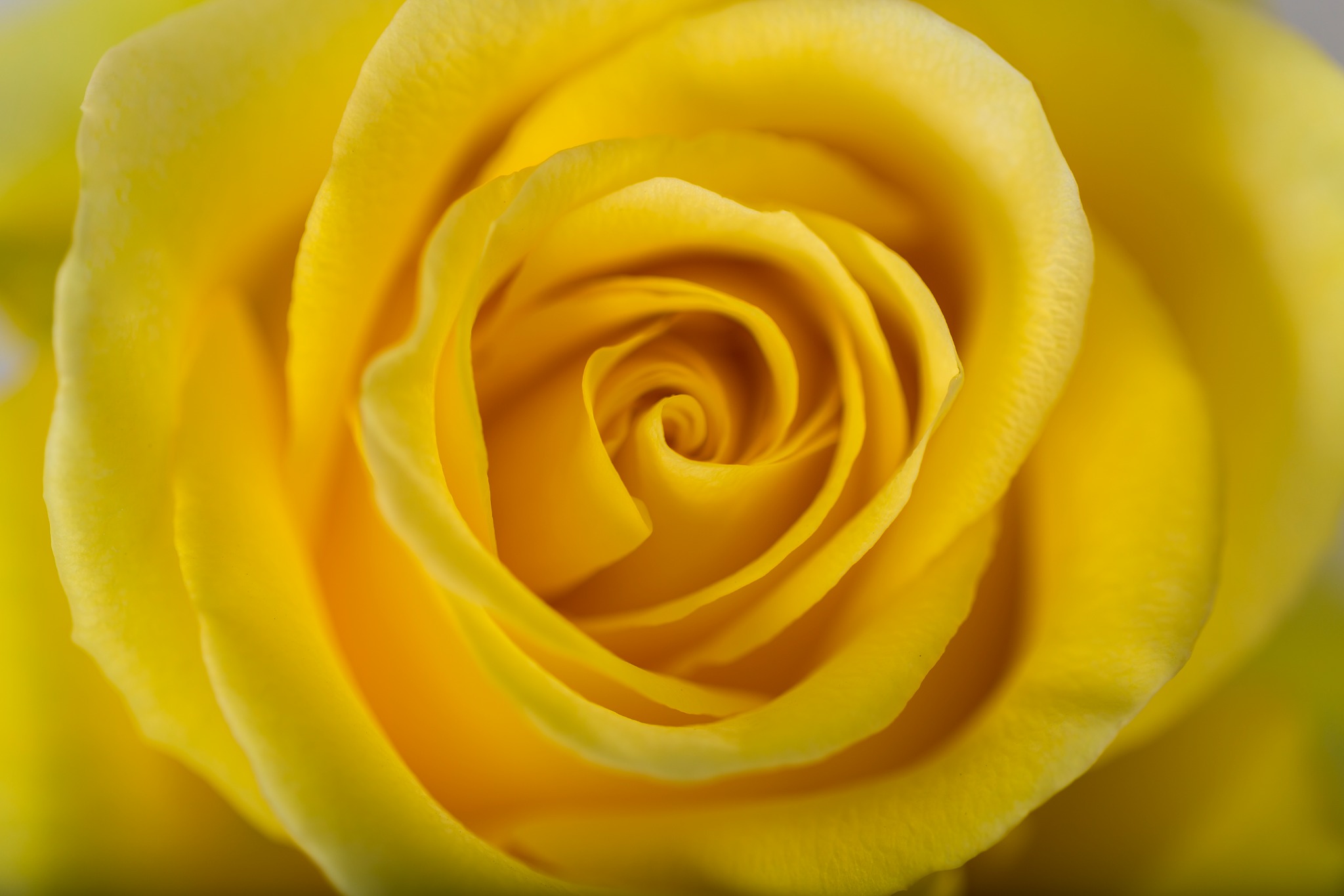 Macro photograph of a bright yellow rose