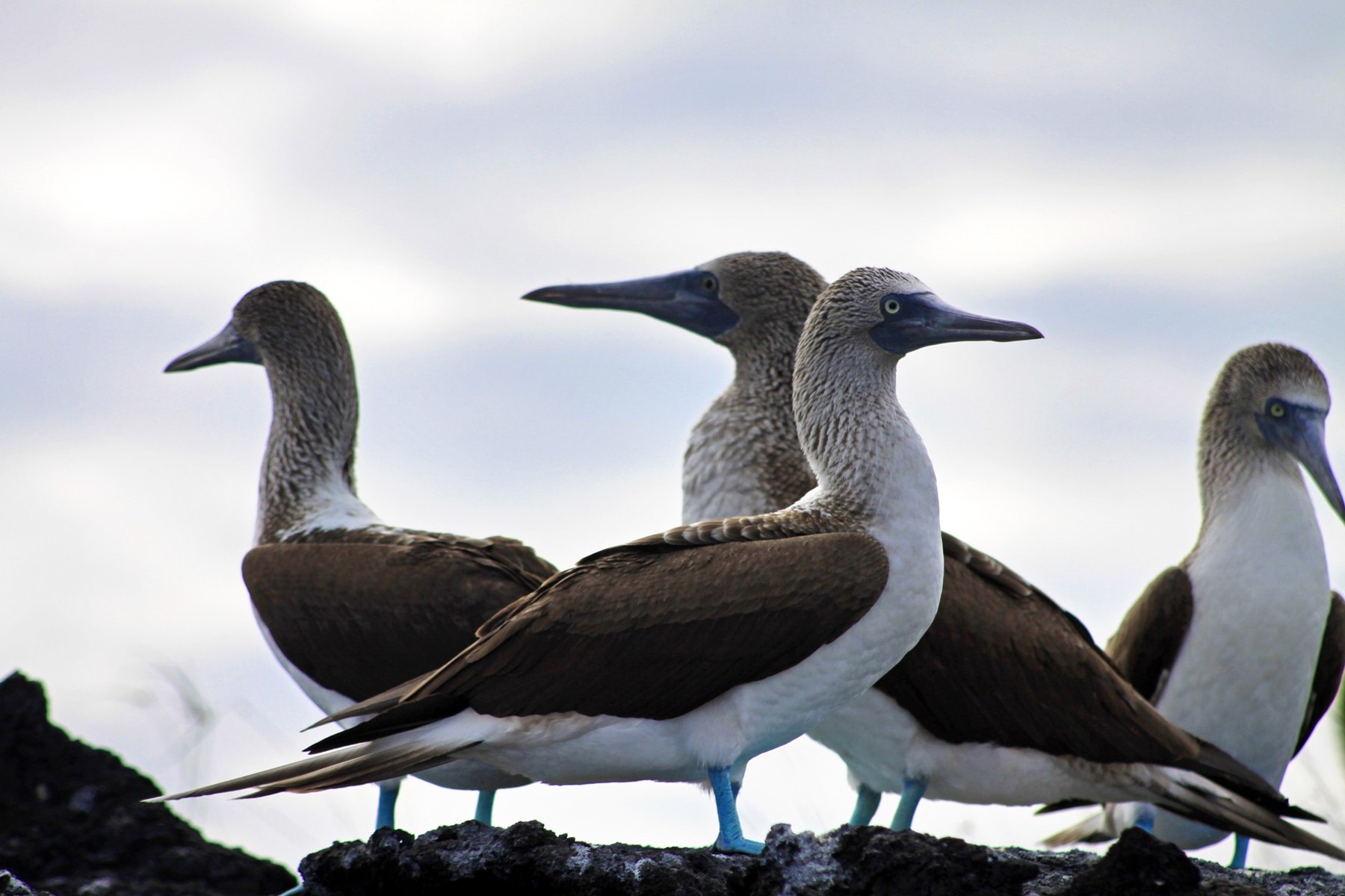 Blue-footed boobies in Galapagos