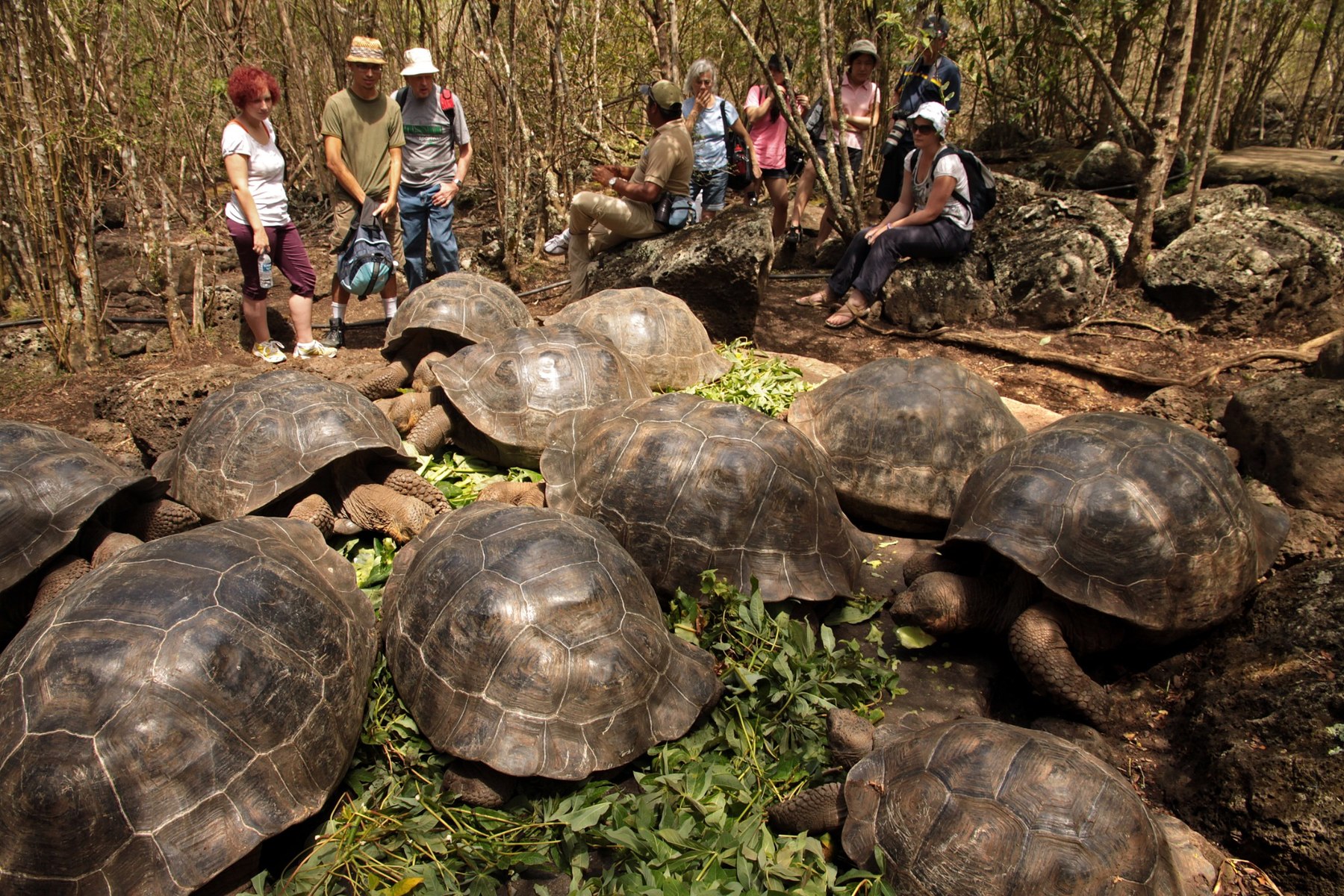 Visitors observing giant Galapagos tortoises
