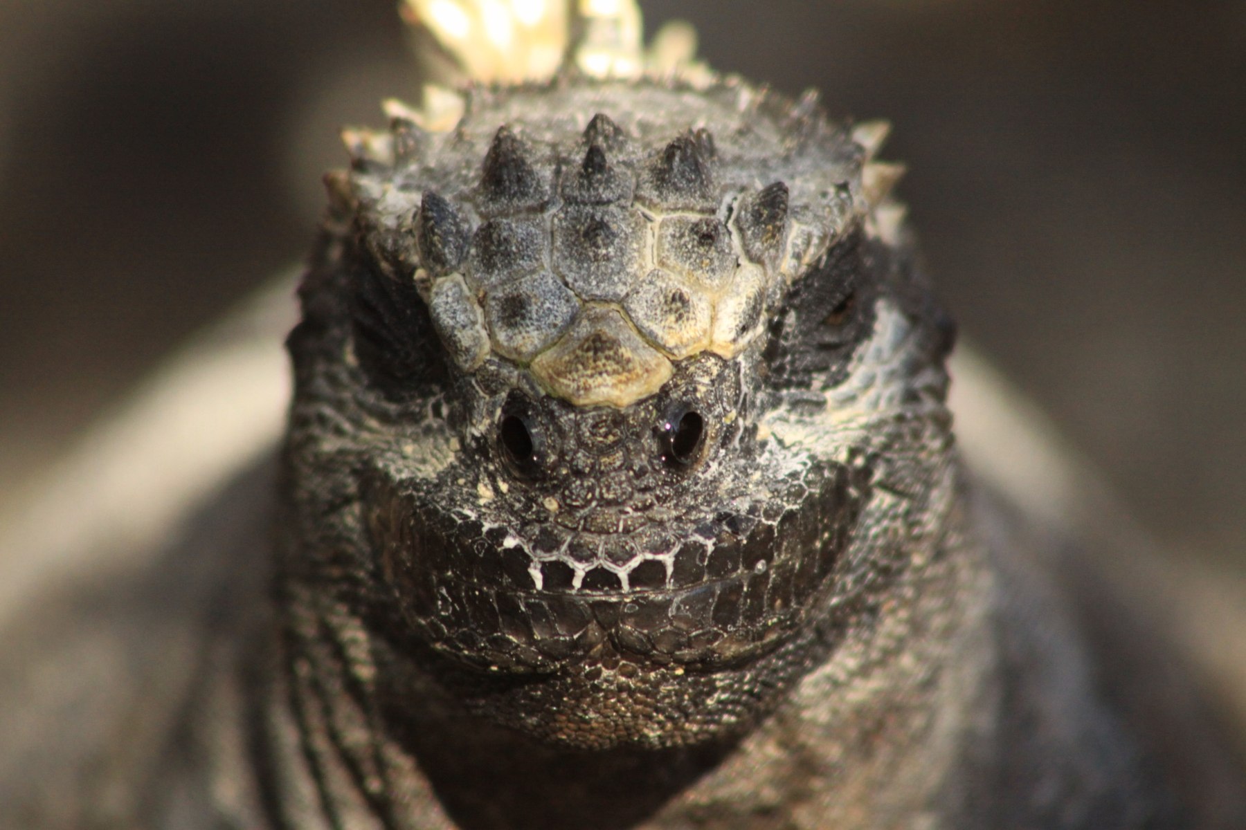 Close-up of a marine iguana
