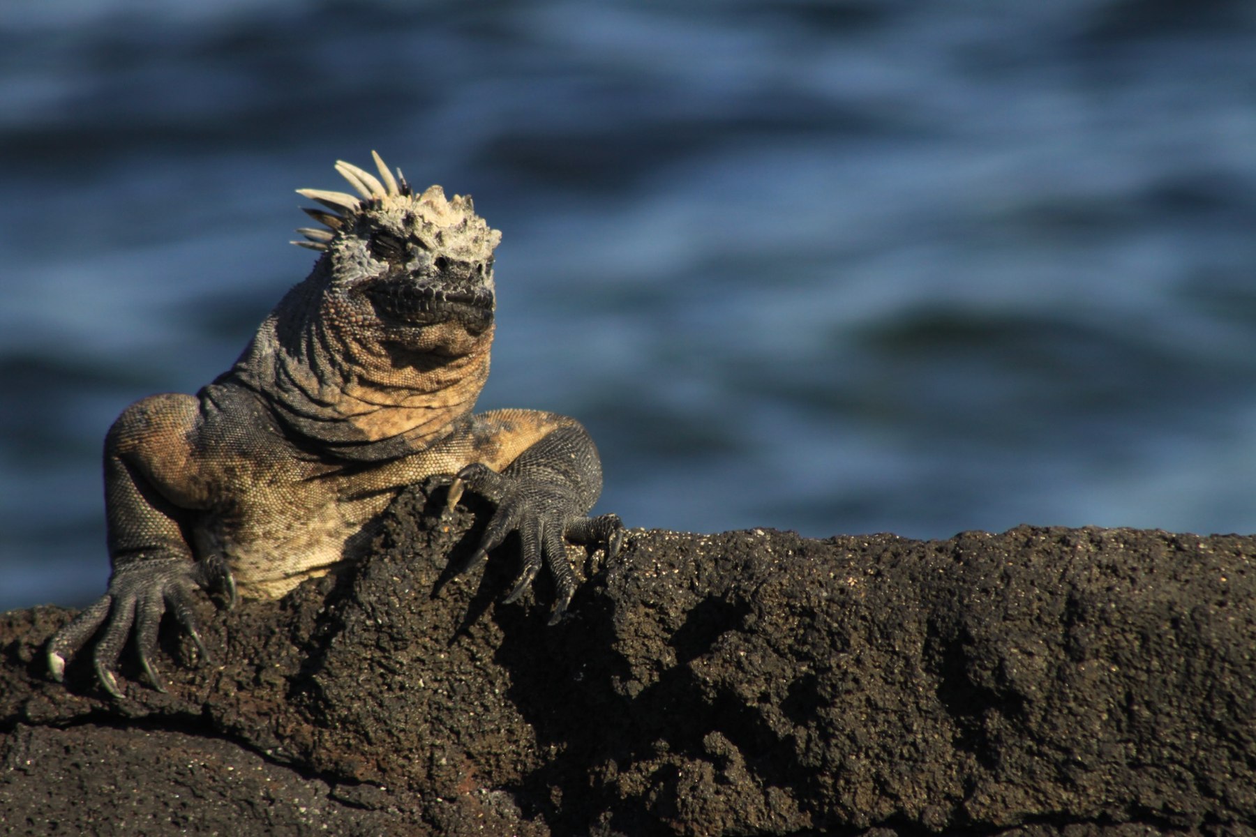 Marine iguana beside the ocean