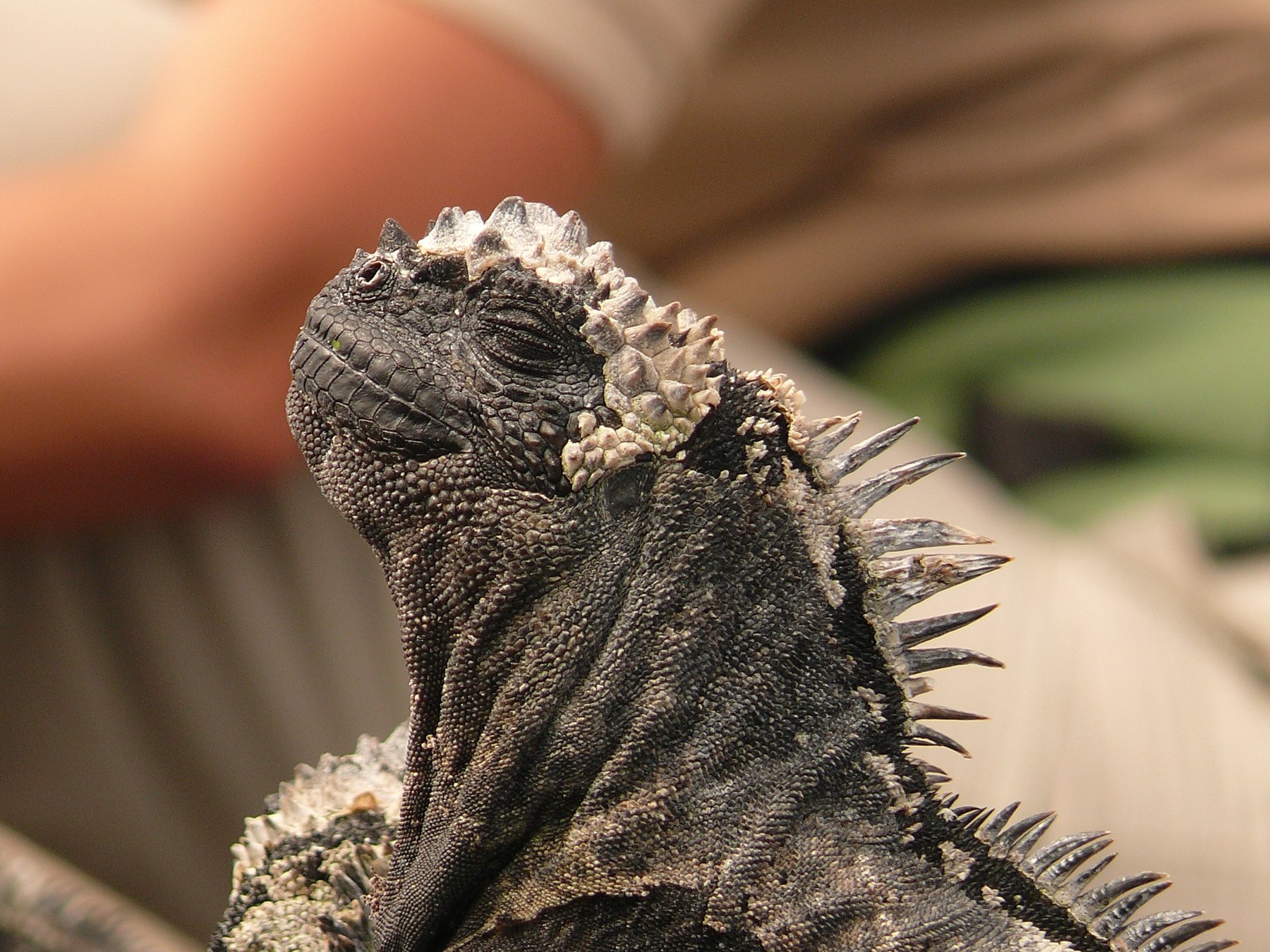 Marine iguana portrait in Galapagos
