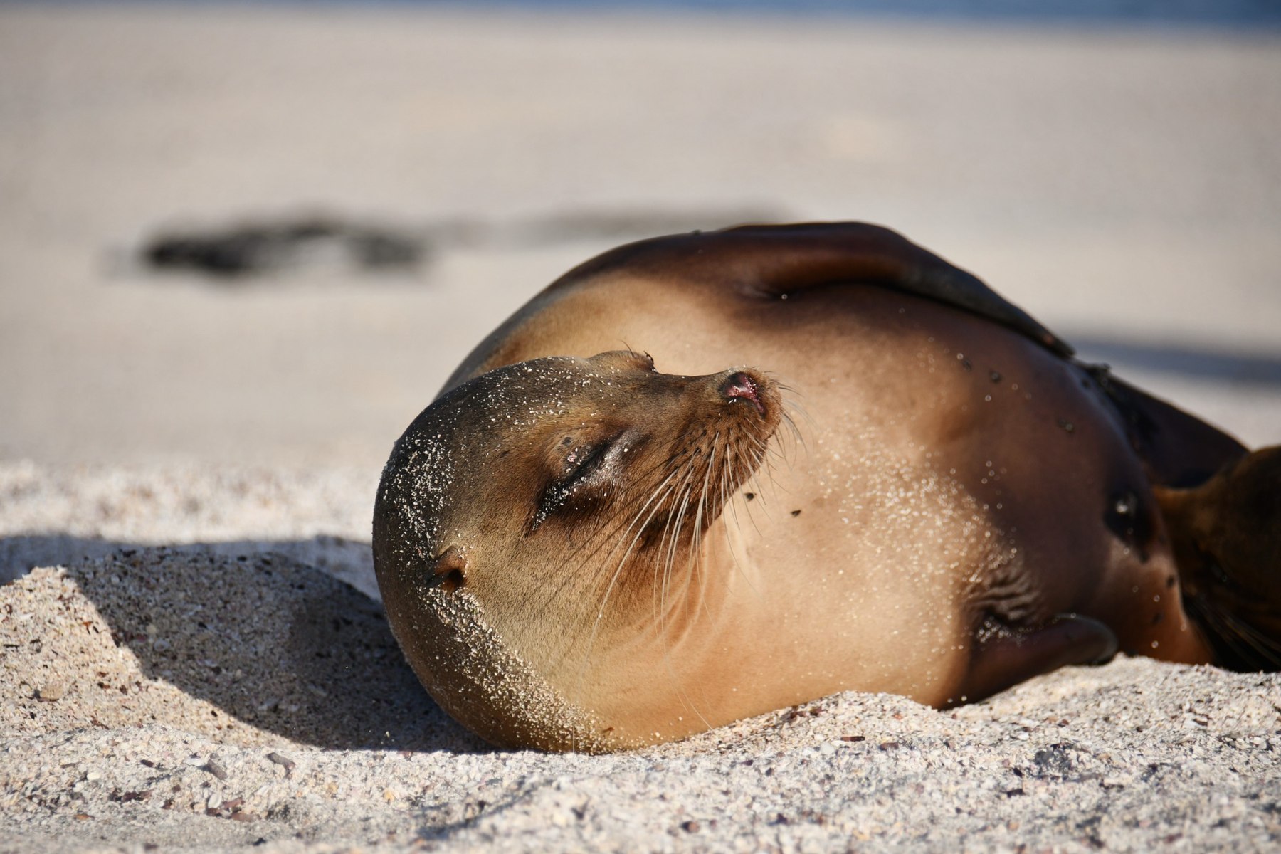 Resting Galapagos sea lion on white sand