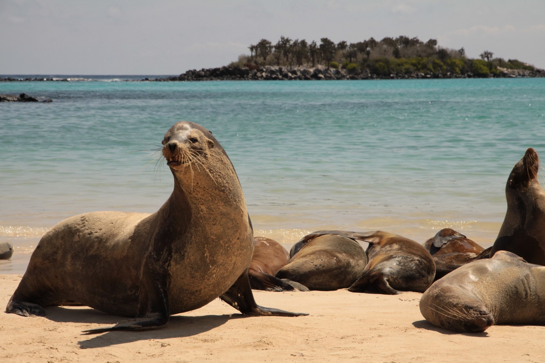 Sea lion colony on a Galapagos beach