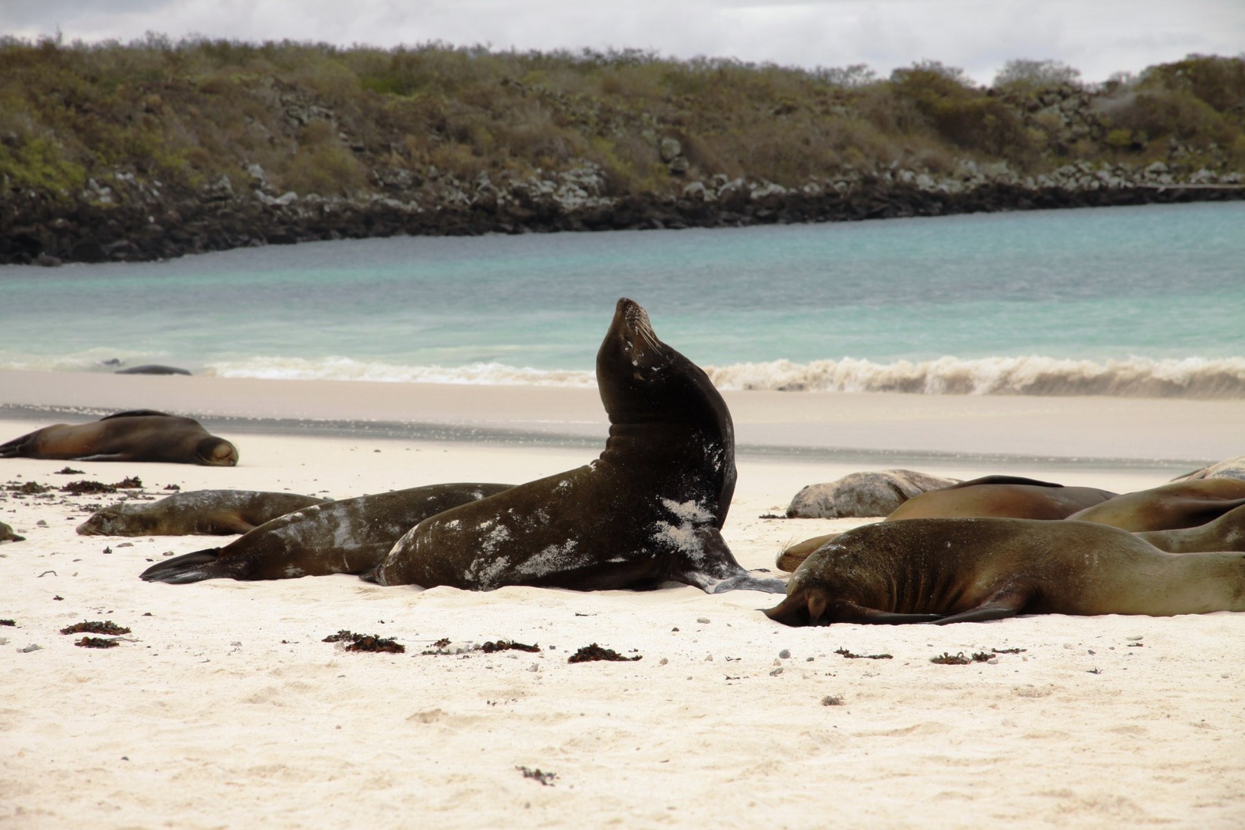 Galapagos sea lions on a beach