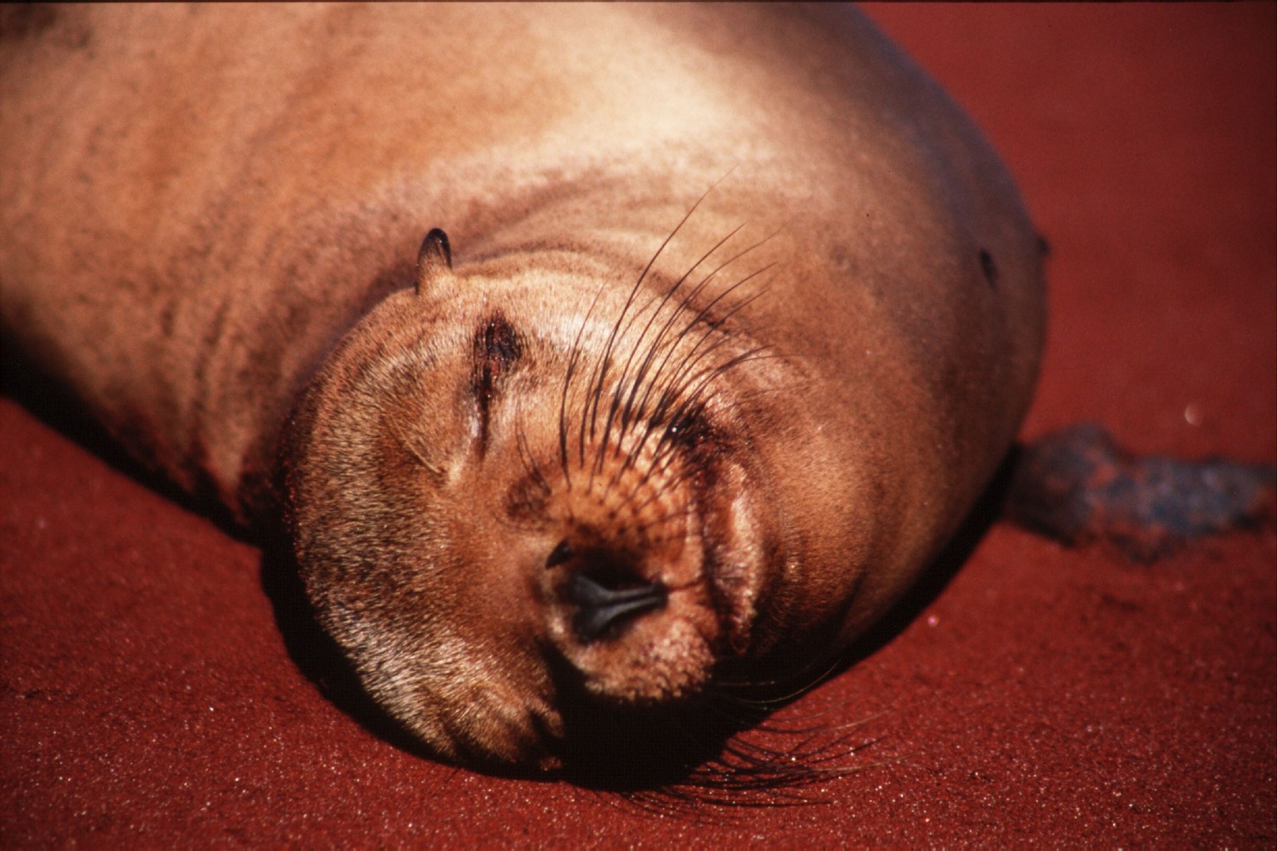 Sleeping Galapagos sea lion