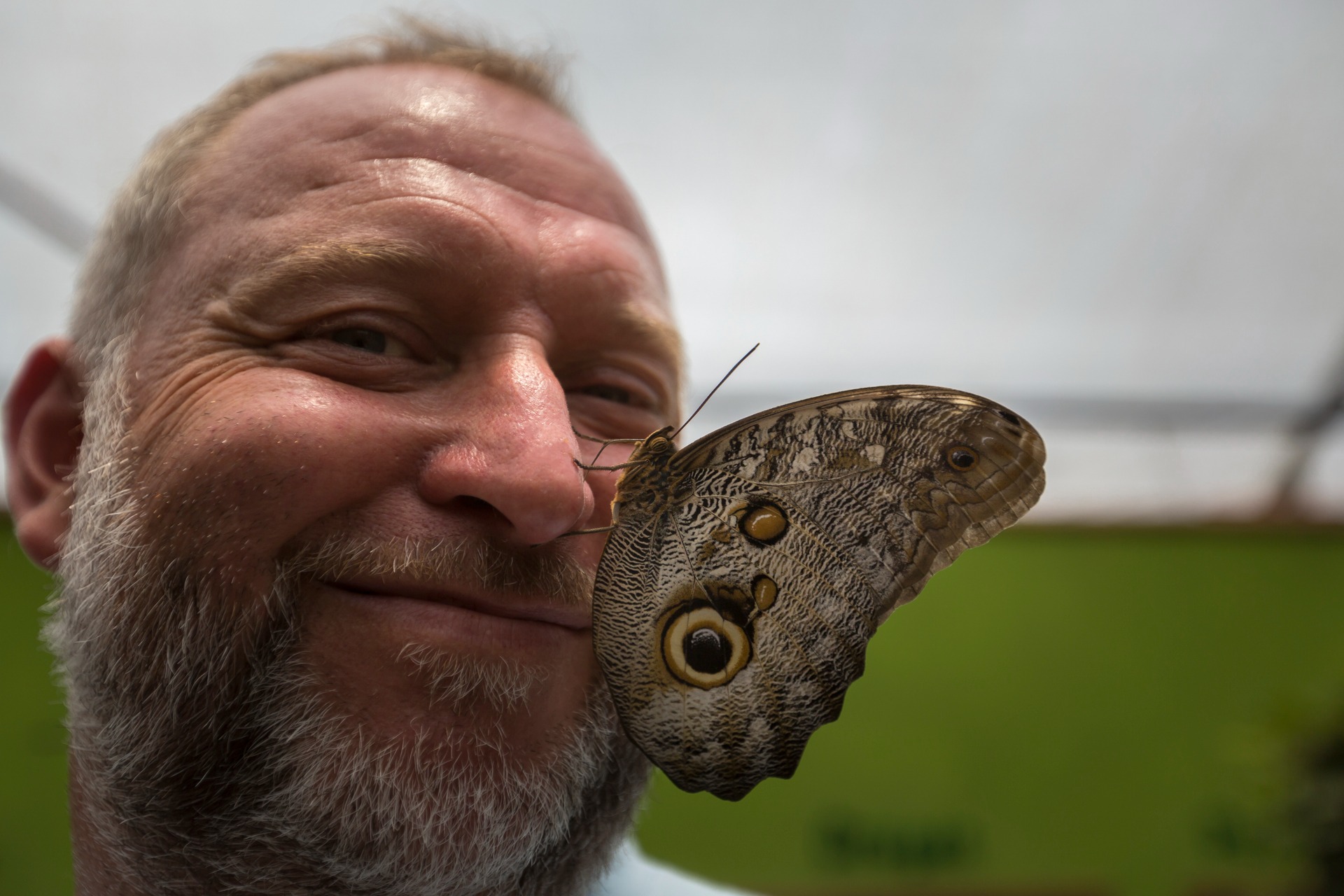 Large tropical butterfly resting on a visitor during a close wildlife encounter at a Mindo butterfly sanctuary