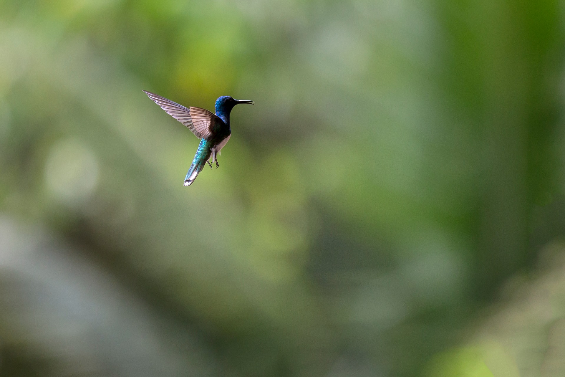 Colorful hummingbird hovering in flight against the soft green background of the Mindo cloud forest