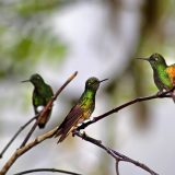 Tres coloridos colibríes posados y revoloteando alrededor de las ramas en un jardín de colibríes de Mindo