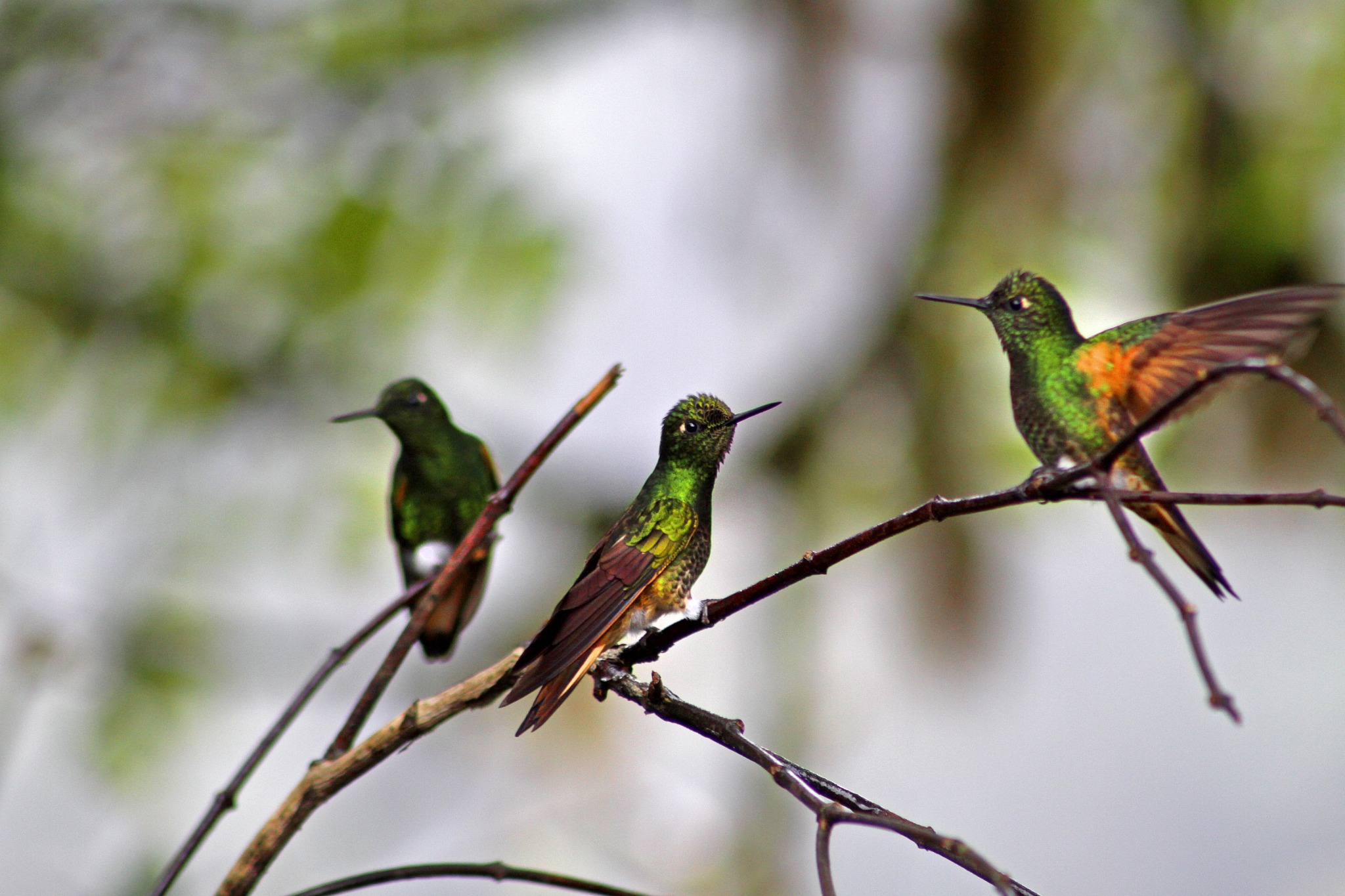 Tres coloridos colibríes posados y revoloteando alrededor de las ramas en un jardín de colibríes de Mindo