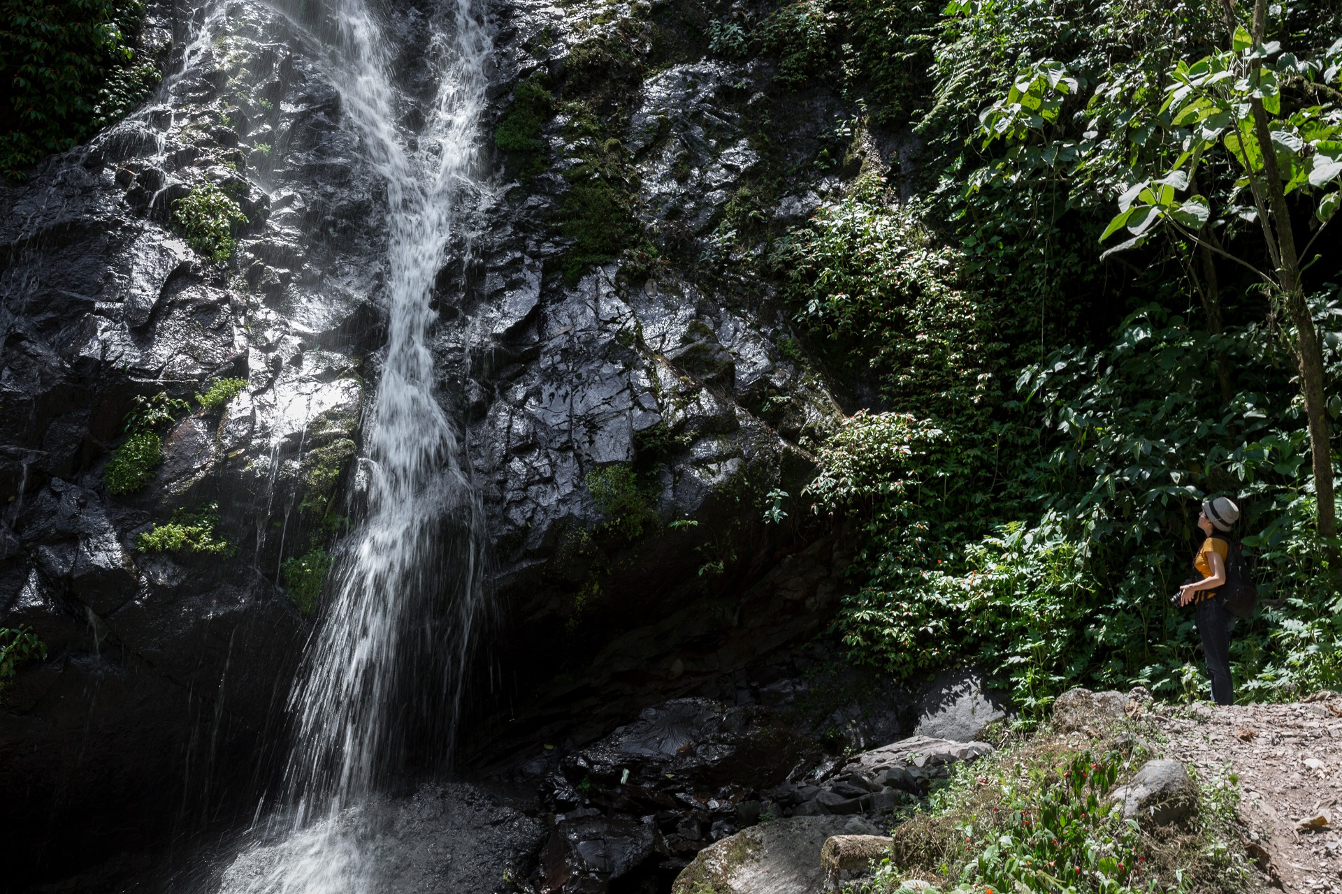 Traveler observing a waterfall cascading through the dense green vegetation of the Mindo cloud forest
