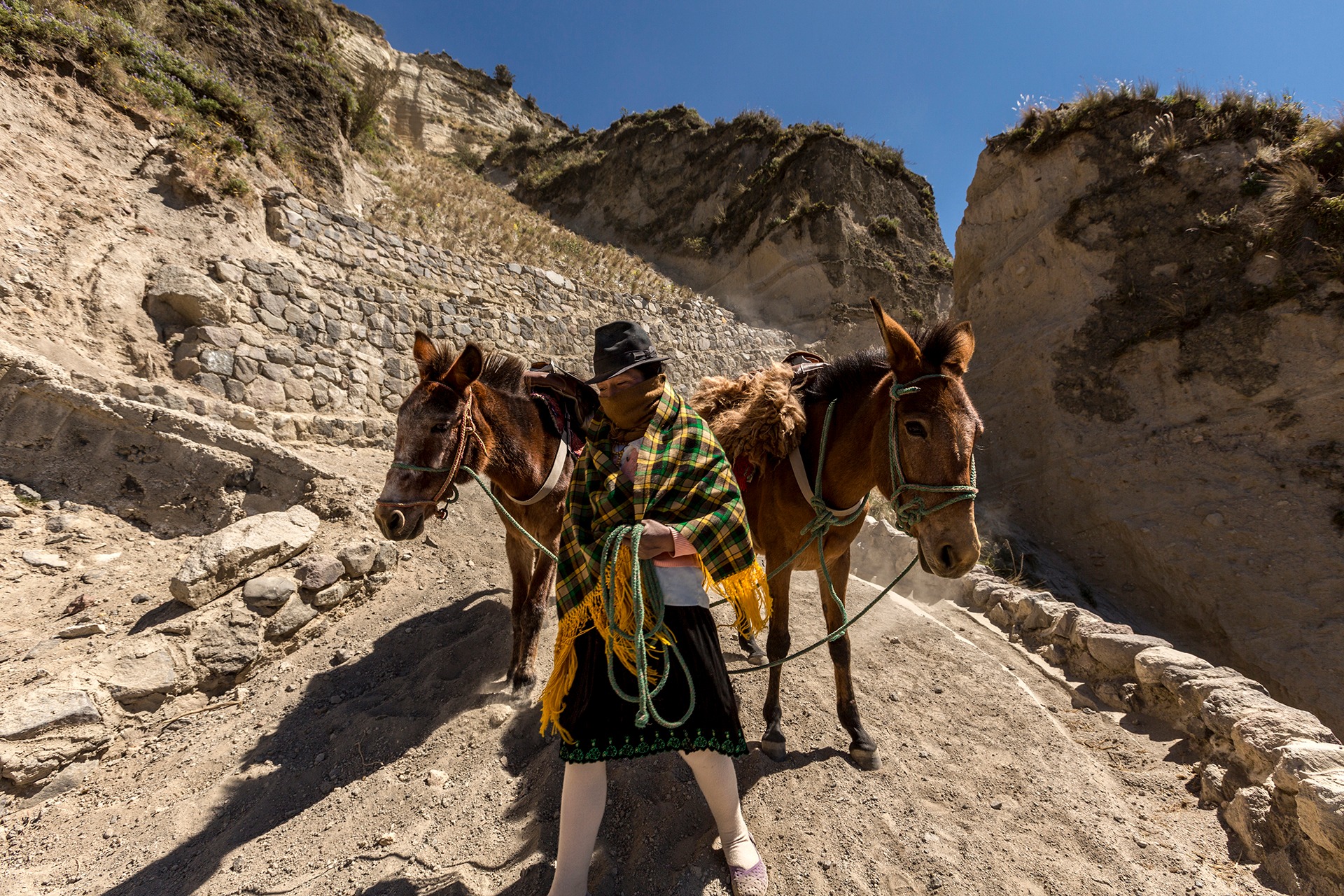 Andean woman guiding two mules along a highland trail in the Quilotoa region of Ecuador