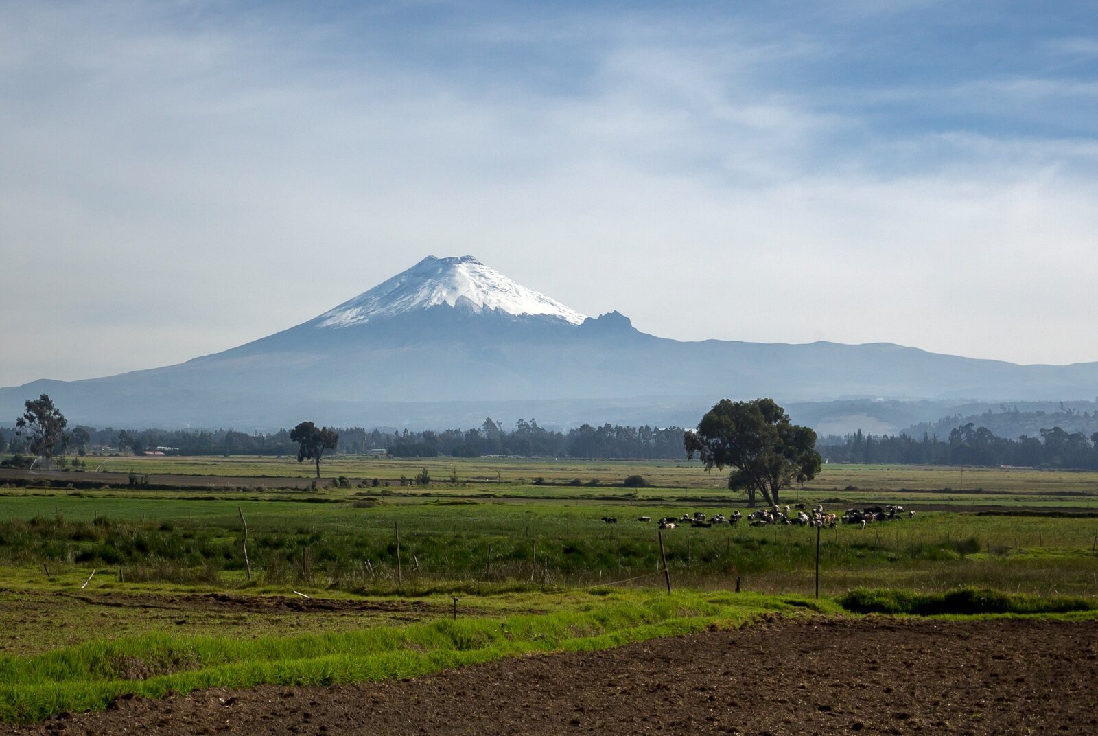 Snowcapped Cotopaxi Volcano rising above green agricultural fields in the Ecuadorian Andes